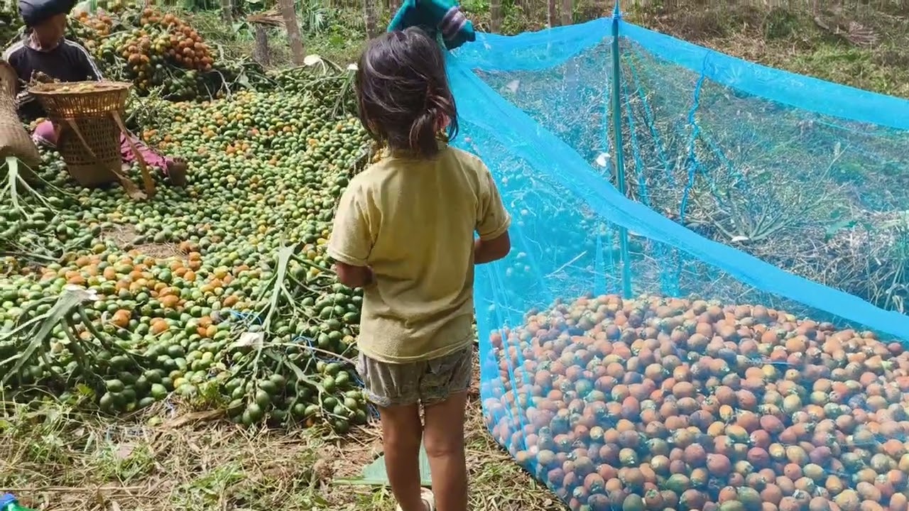 Kuai khau lai jami