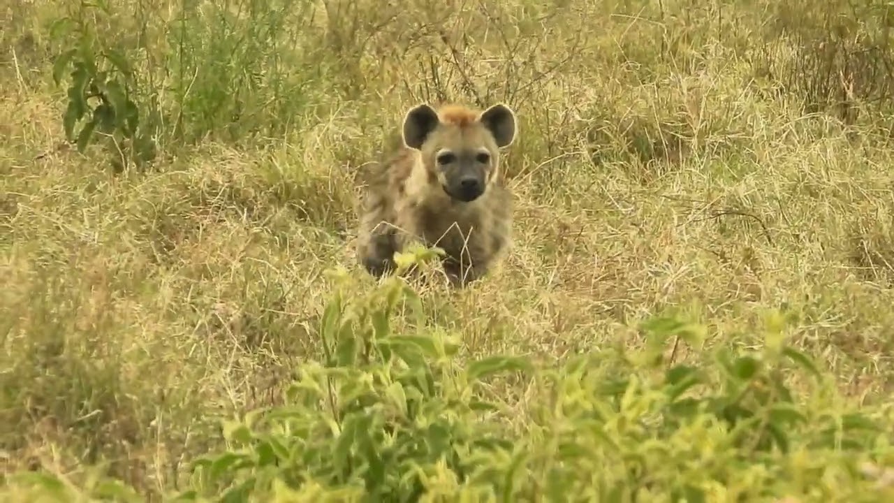 Crocuta crocuta / hiena moteada / spotted hyena