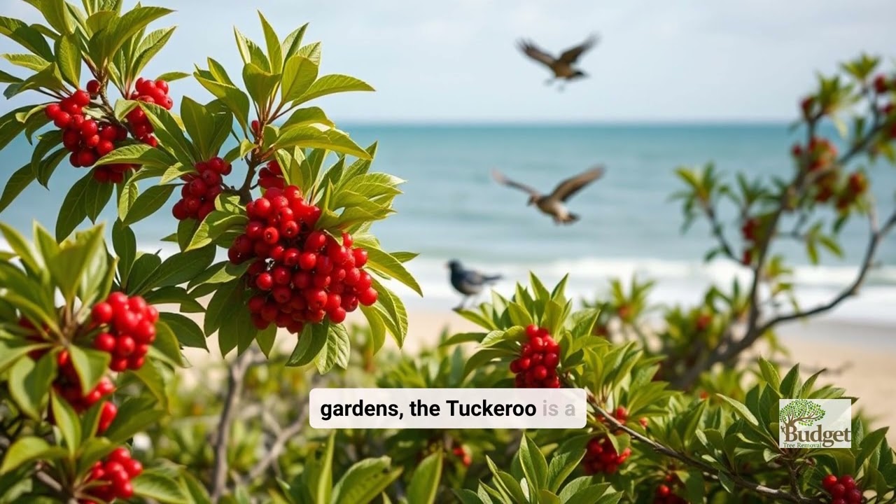 Top 10 Low-Maintenance Trees for Brisbane Gardens