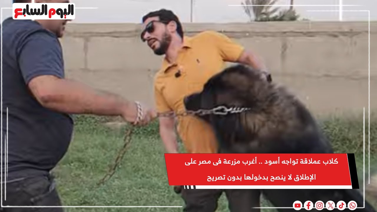 كلاب عملاقة تواجه أسود .. أغرب مزرعة فى مصر على الإطلاق لا ينصح بدخولها بدون تصريح