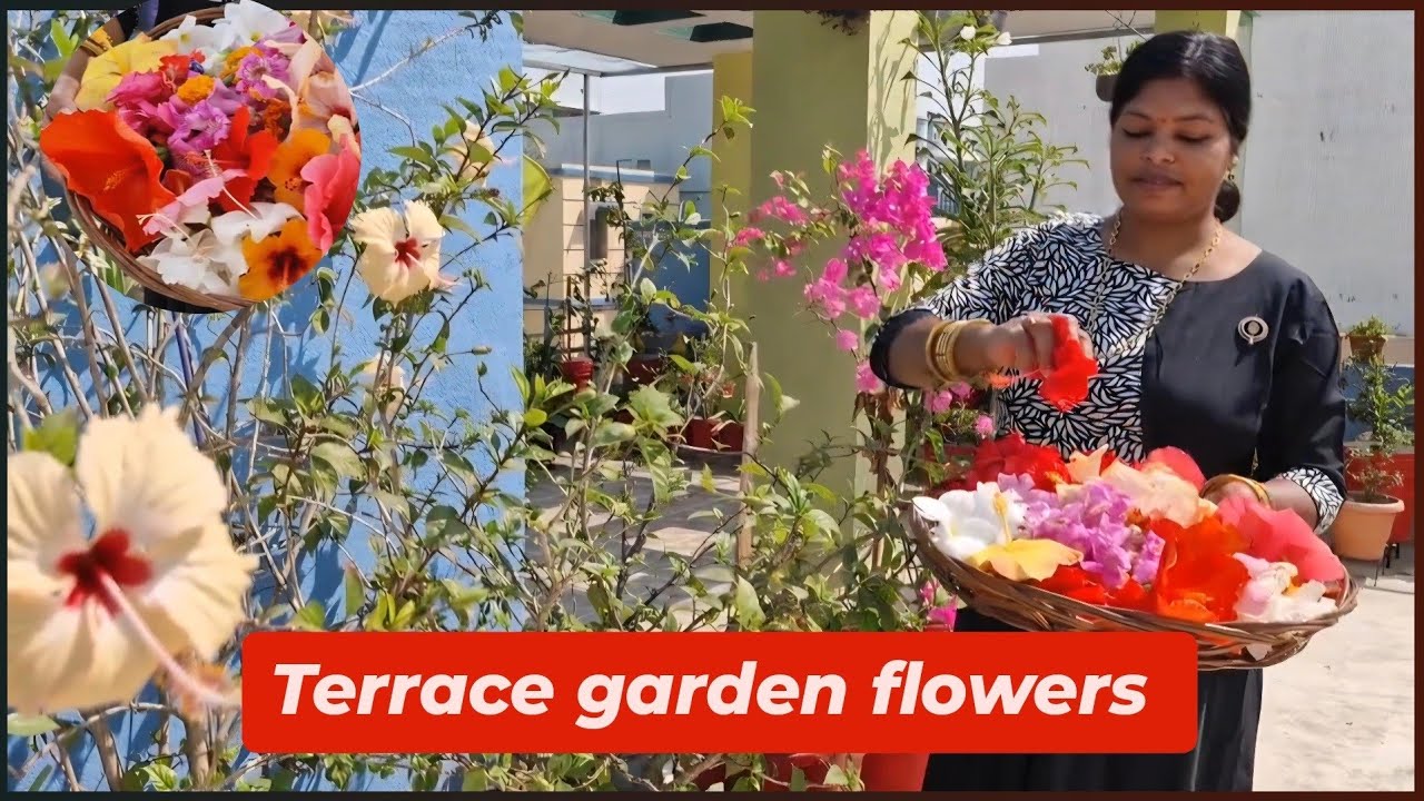 20 FebFlower from organic Gardening | Chhat ke upar flower garden |Chhat ke upar phool kaise kare 
