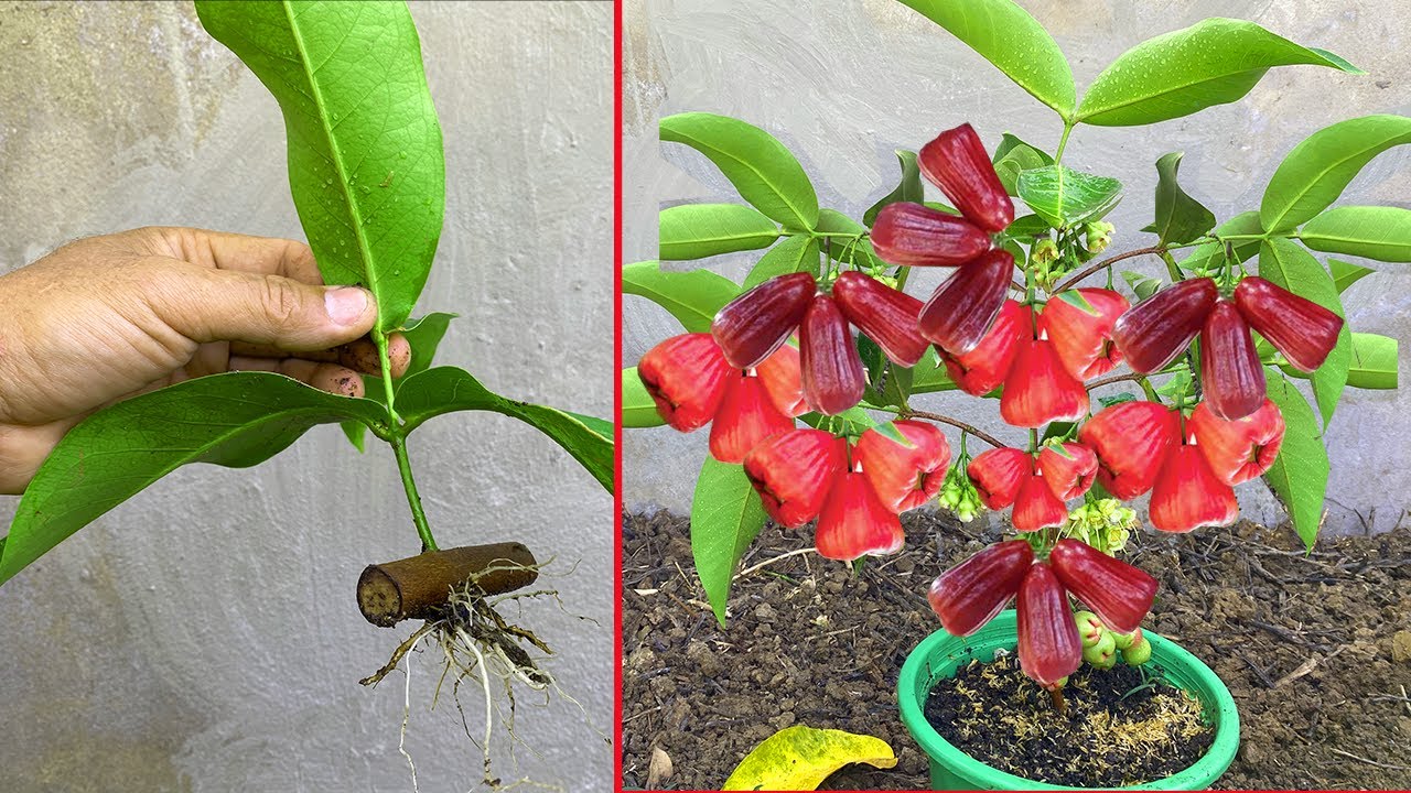 Unique​ Technique : Grafting Wax Apple Tree Using Aloe vera Growing Faster and Has Many Fruits