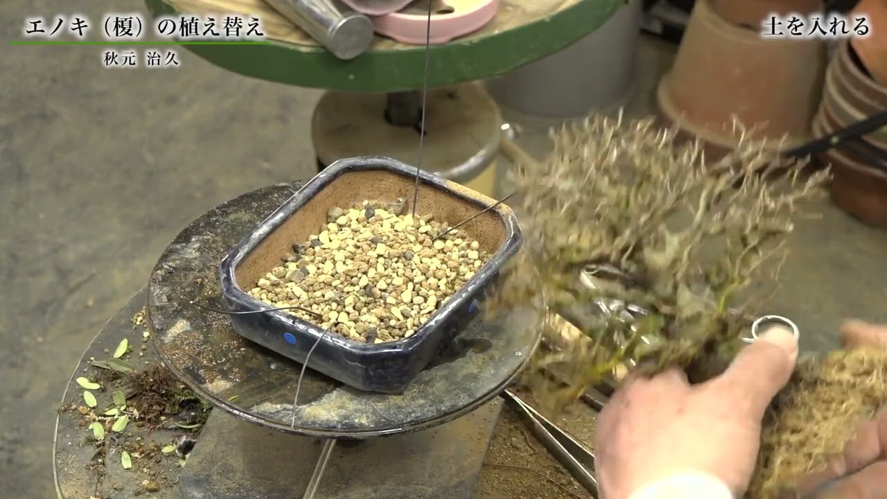 エノキ（榎）の植え替え｜秋元 治久