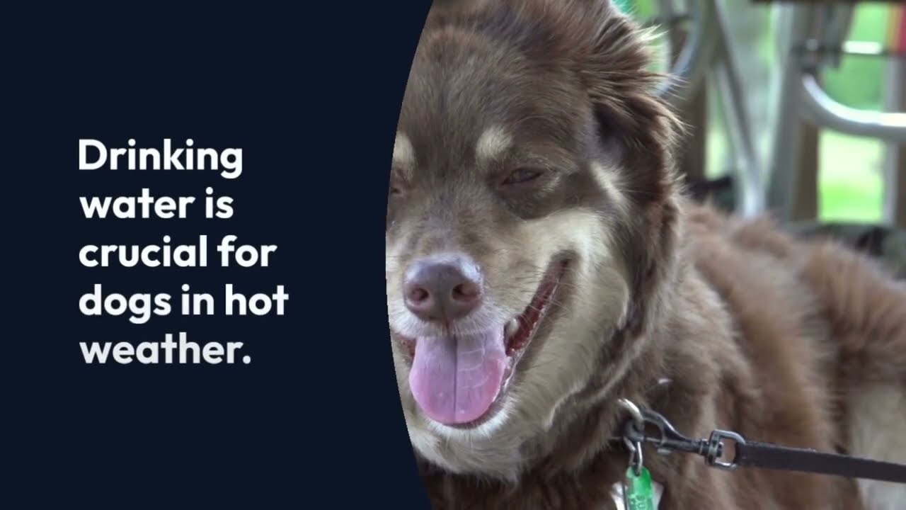 How Dogs Naturally Keep Cool in the Summer