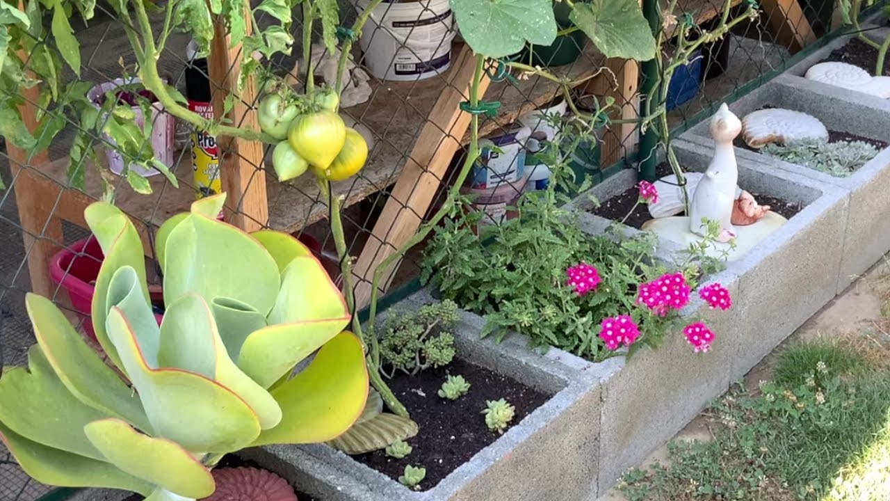 W&Uuml;STENKOHL (giftig) - Ochsenherztomaten und Gurken - Ungarn
