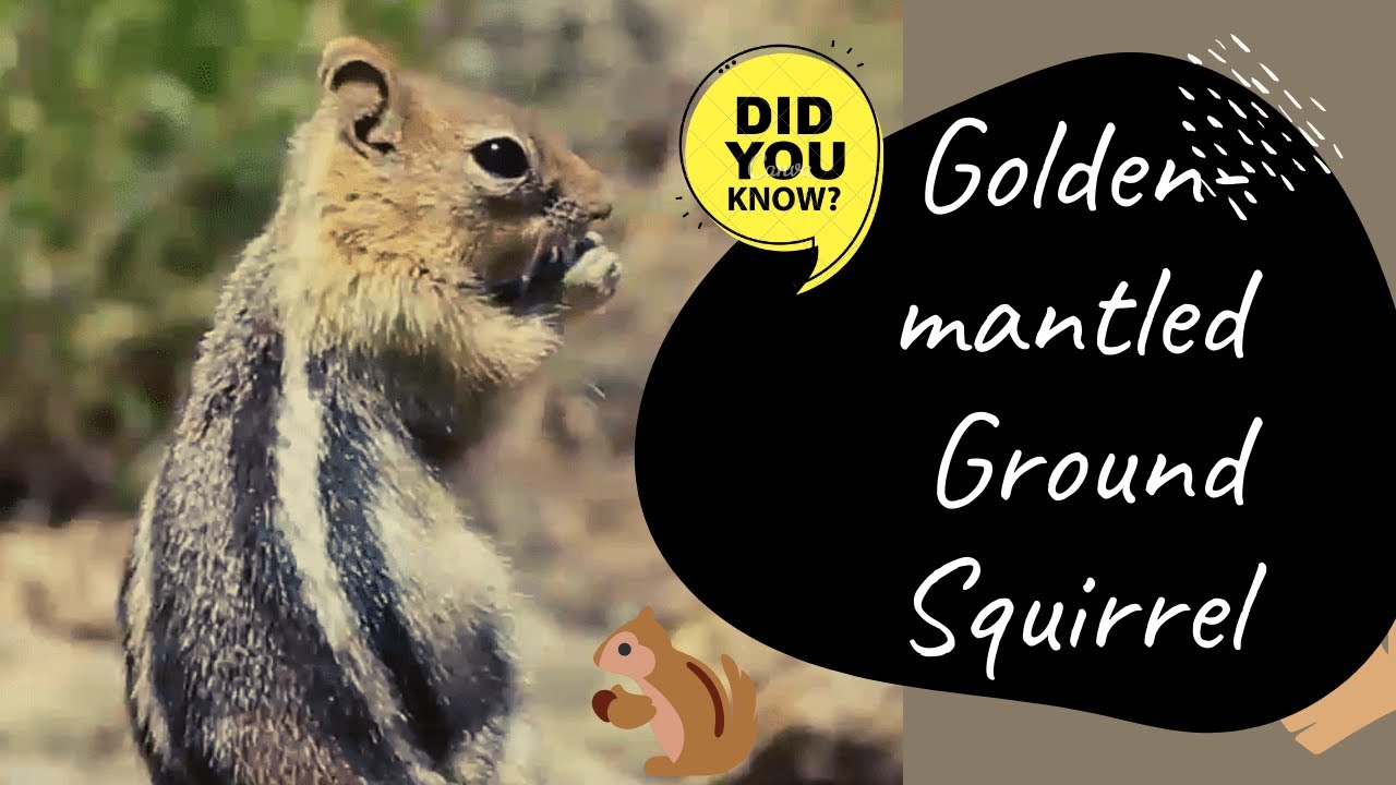 Golden-mantled Ground Squirrel facts 🐿 native to western North America 🇺🇸  🇨🇦