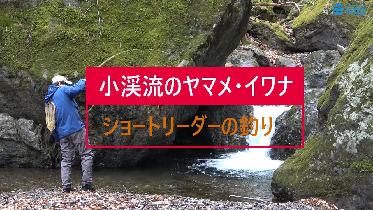 小渓流のヤマメ・イワナ　「ショートリーダーの釣り」　#flyfishing #yamame #iwana #ヤマメ #イワナ #渓流釣り