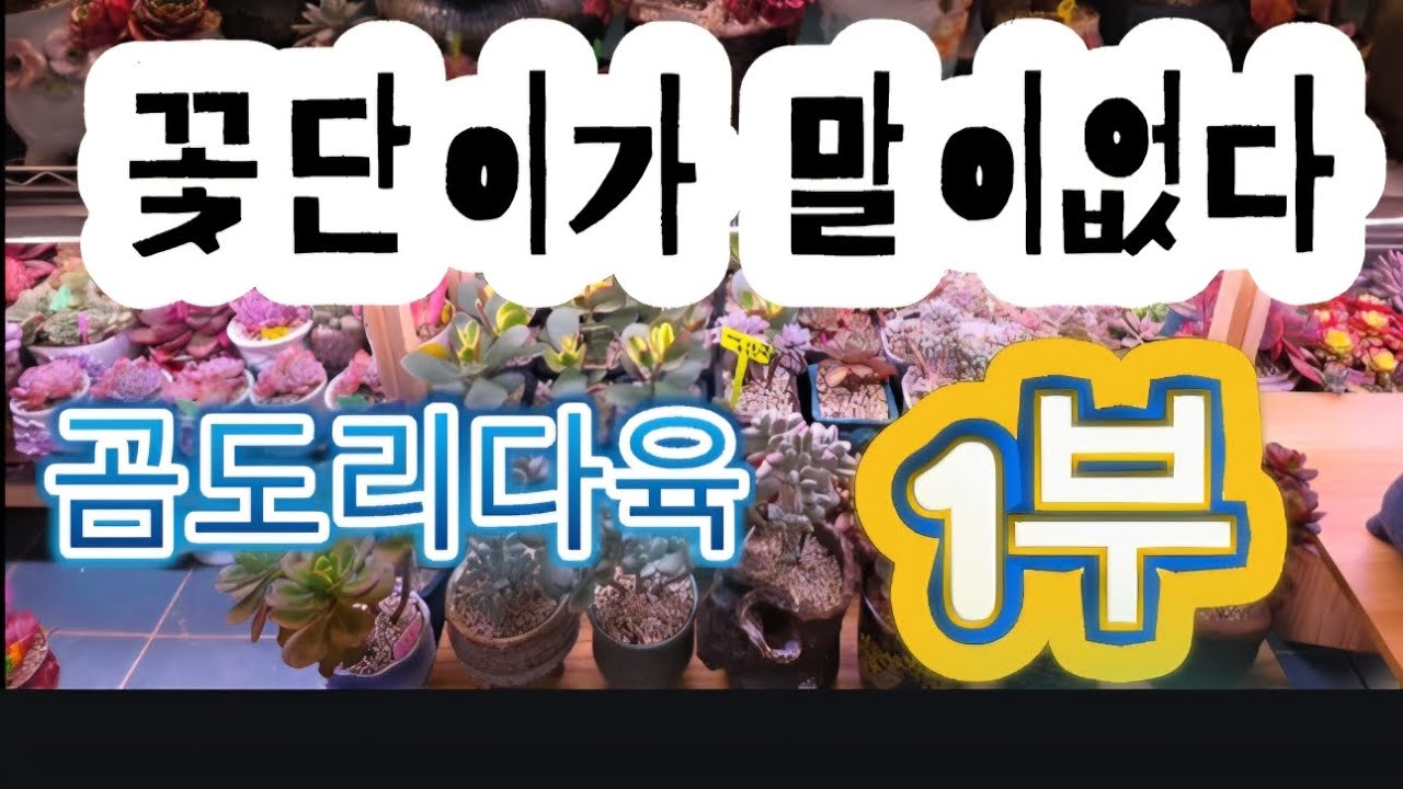곰도리다육식재영상  2025년12월25일녹화영상#렐레나#체리환타지#을려심철화#스카이블루#꽃단이네다육 