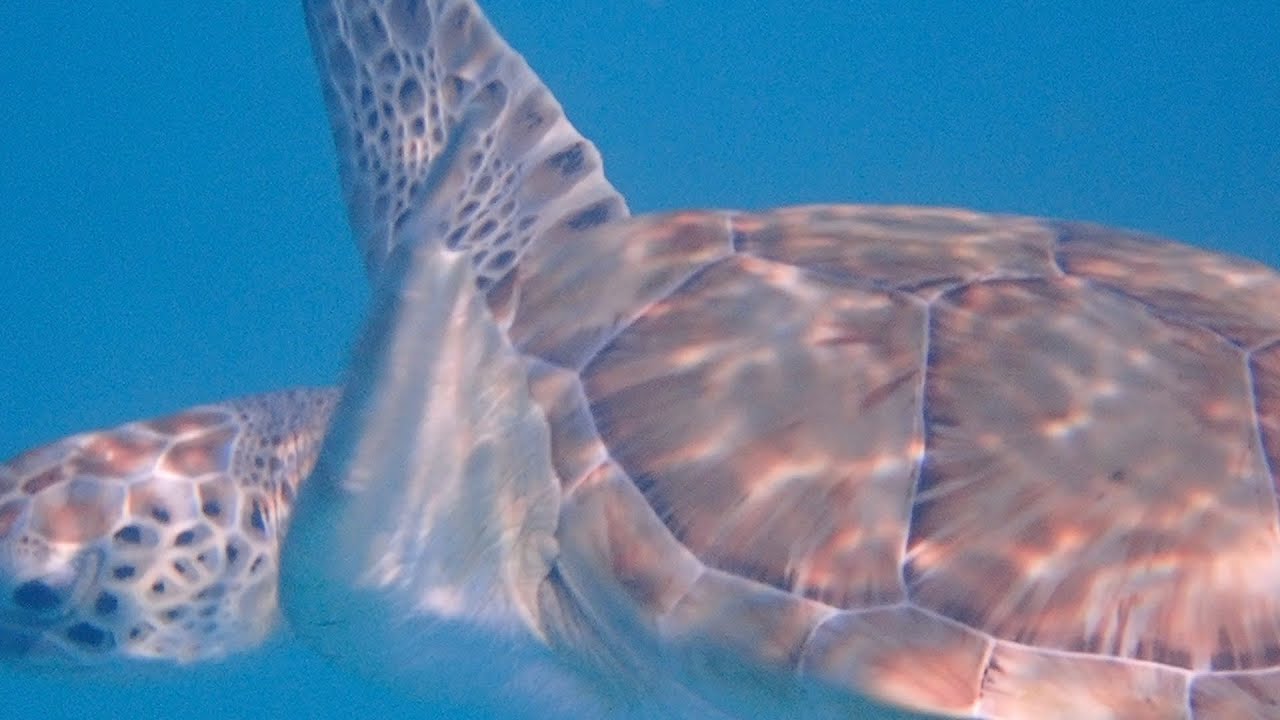 BARBADOS SNORKELLING: CARLISLE BAY, TURTLES, SHIPWRECK
