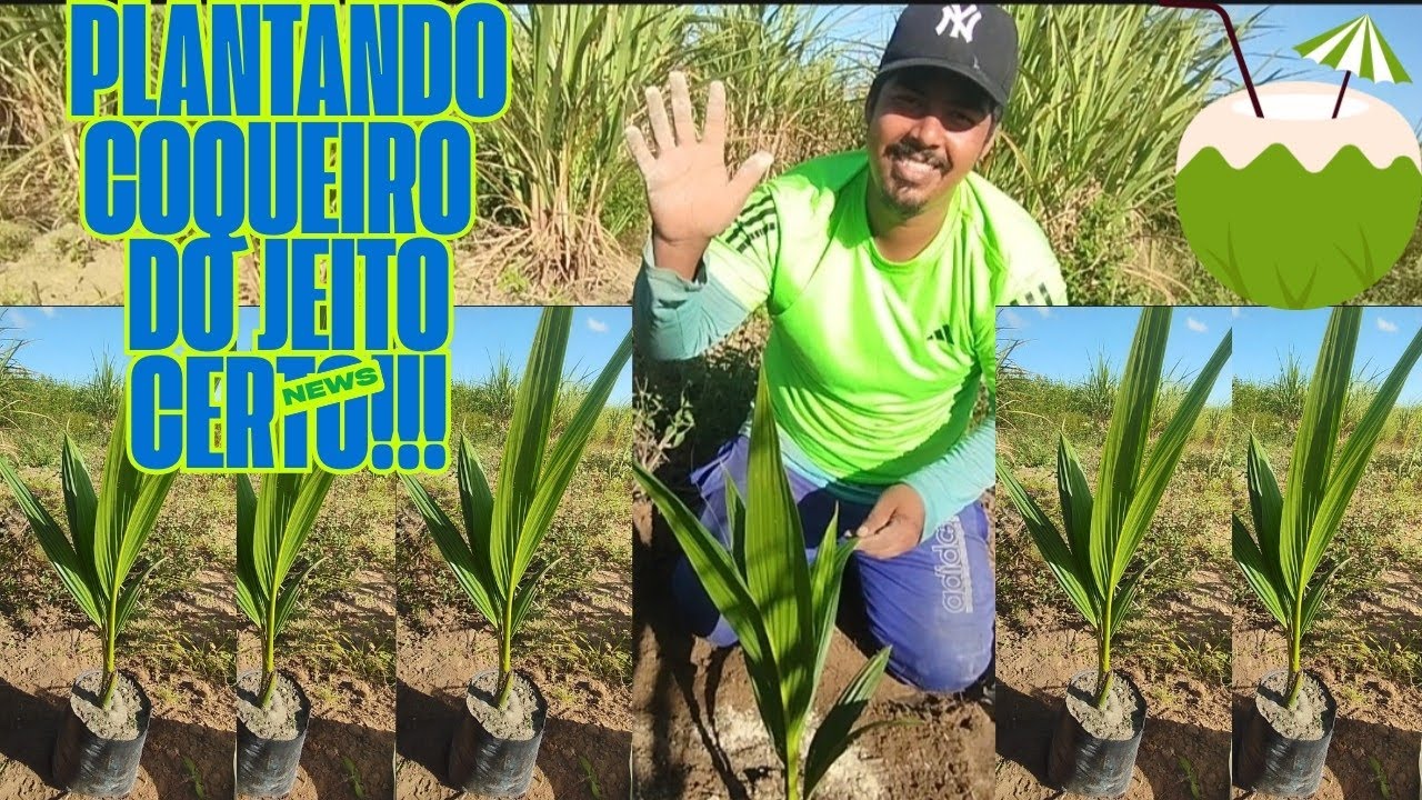#plantando coqueiro do Jeito certo!! Coqueiro 