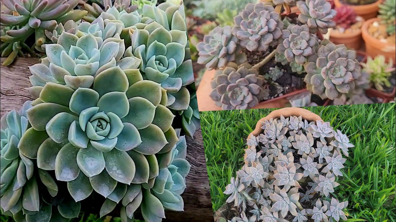 Essas SUCULENTAS são  RESISTENTES ,dão  muitas MUDAS e fácil cultivo
