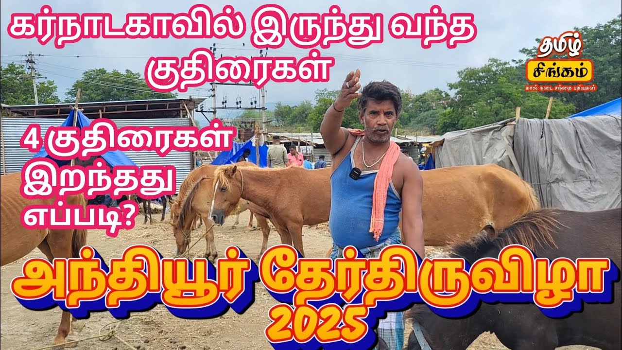 அந்தியூர் தேர்த்திருவிழா | கர்நாடகாவில் இருந்து வந்த குதிரைகள #horsemarket #anthiyur 