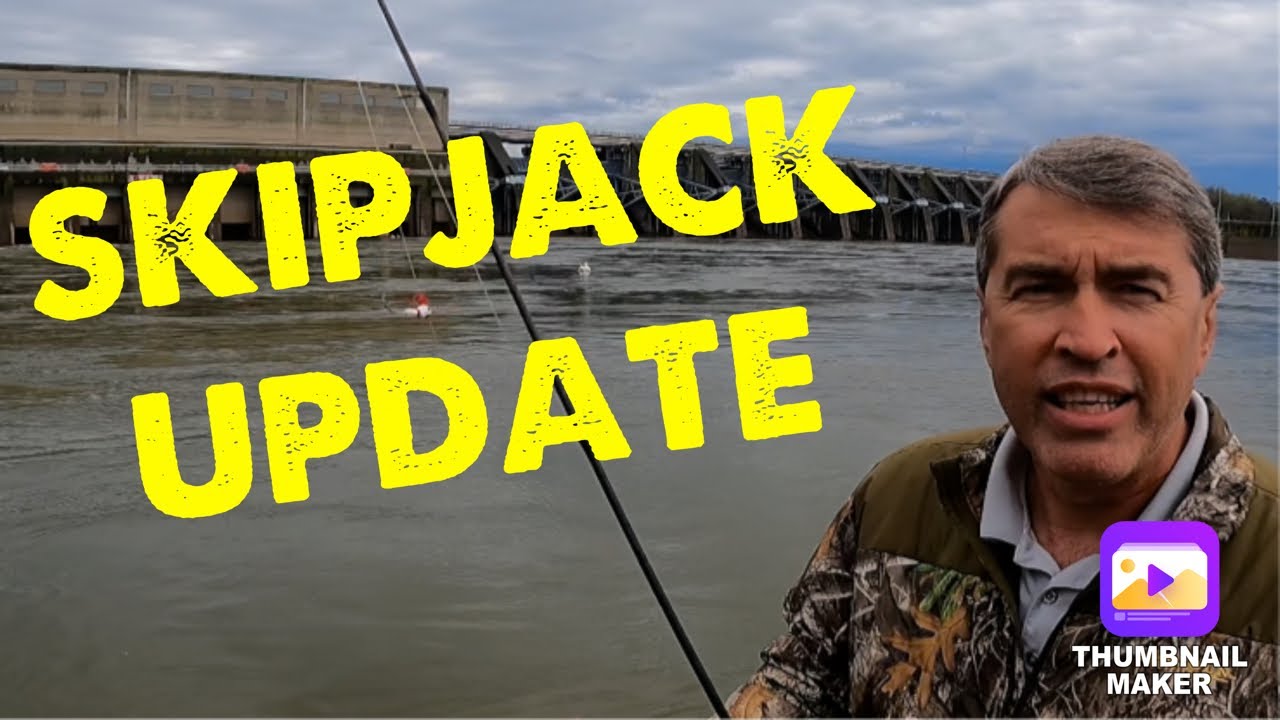 Kentucky and Barkley Dam Skipjack Report 4-11