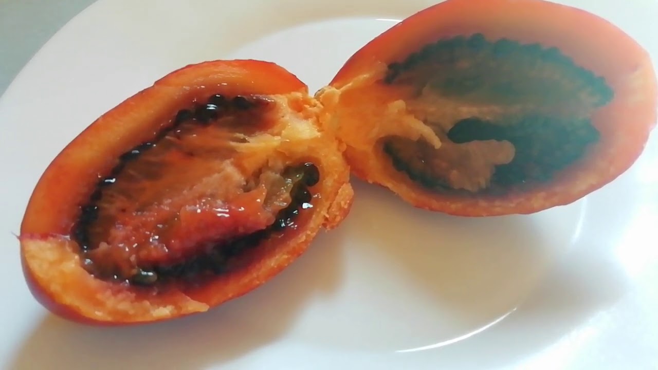 Tamarillo - Owoc, Nasiona, Uprawa Om&oacute;wienie Rośliny