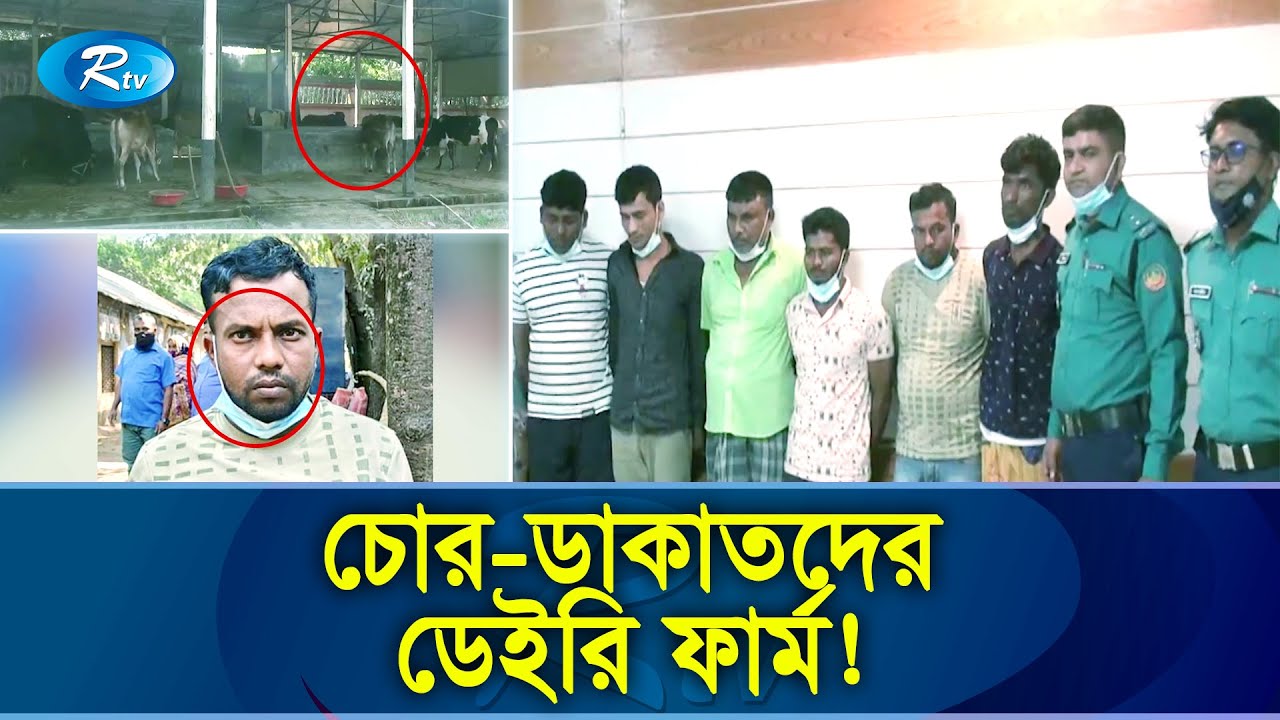 চাঞ্চল্যকর ডেইরি ফার্ম, গড়ে তোলা হয়েছিলো চুরি আর ডাকাতির গরু দিয়ে | Cow Robbery | Rtv Exclusive News