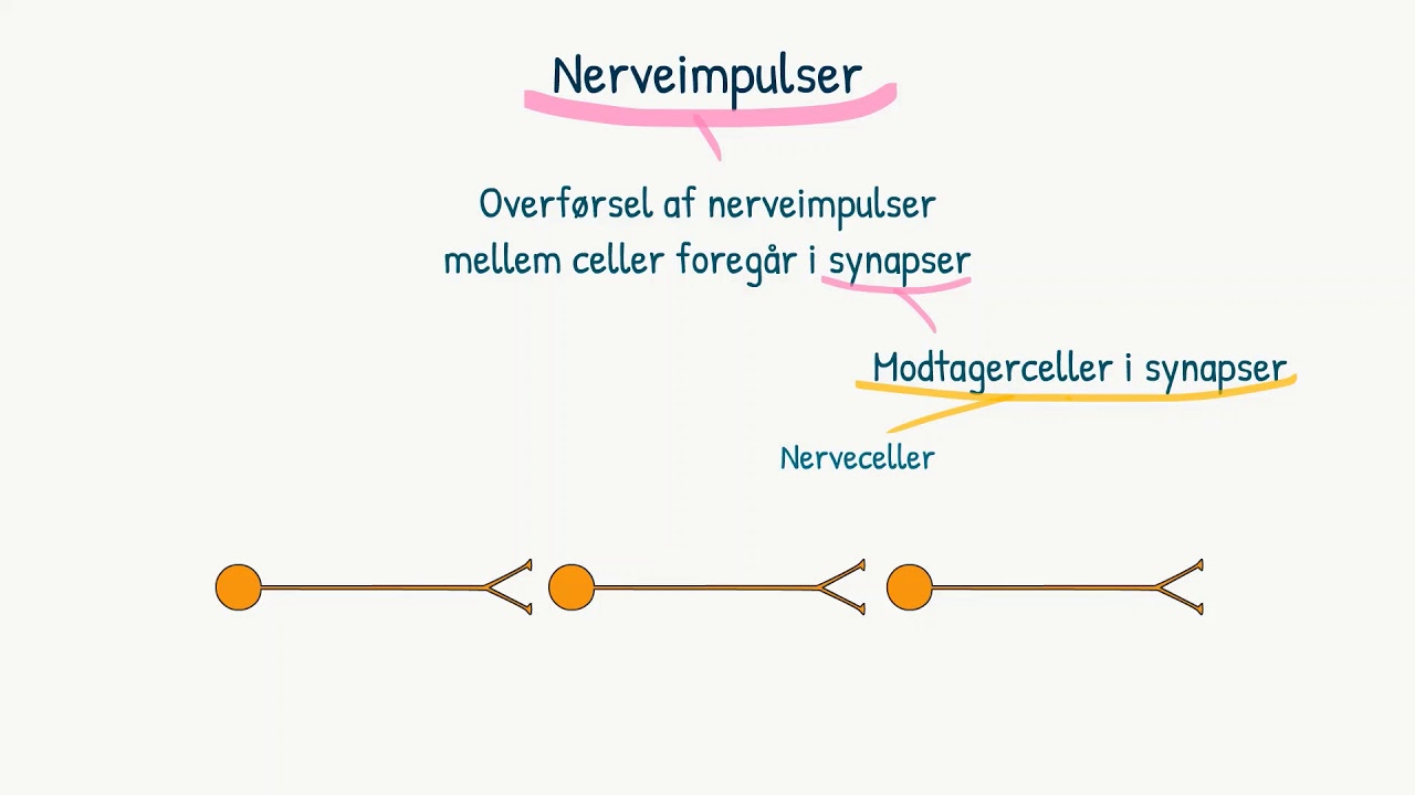 Nervesystemet: Synapser