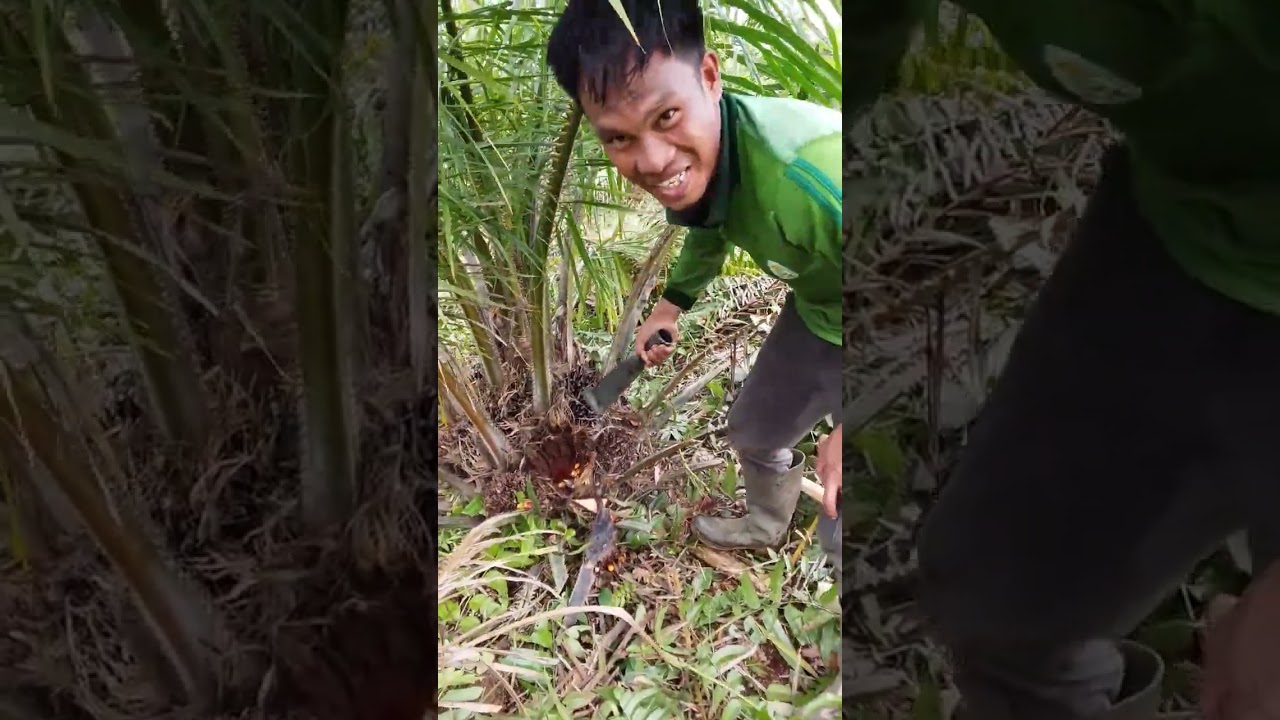 Dokumentasi panen perdana PPKS dumpy usia 35 bulan di lahan gambut IDT Desa Ransang 