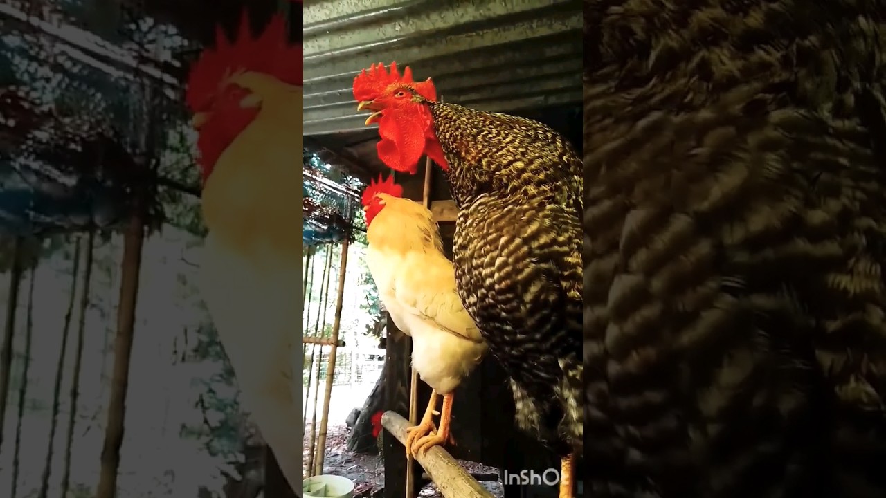 Muhteşem Horoz &Ouml;t&uuml;ş&uuml; ❤️🐓🐔🐣🐤 #chicken #chick #hen #rooster #&uuml;&uuml;r&uuml;&uuml; #tavuk #civciv #horoz #shorts