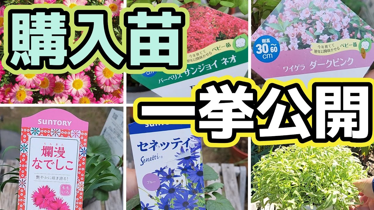 【購入苗】一挙公開！ご紹介しきれなかった購入苗を一挙に紹介します！もう置き場所がないよ~