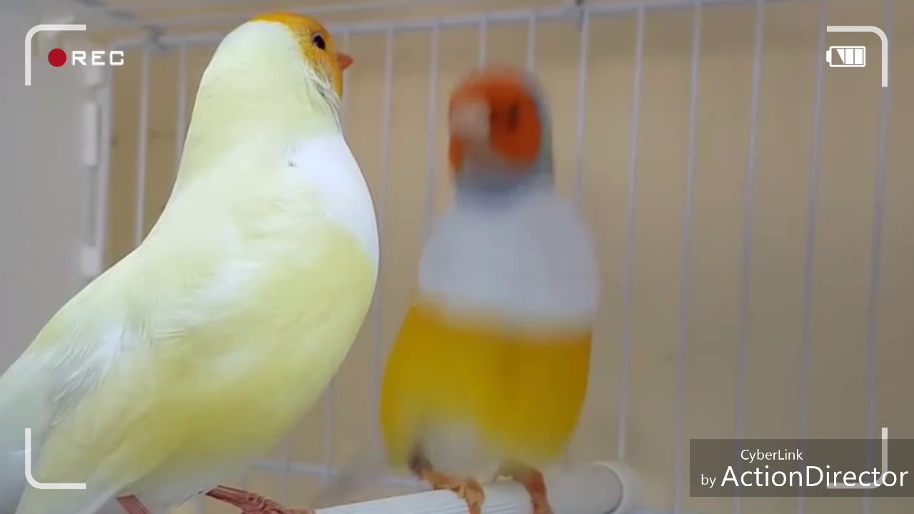 تزاوج طائر الجولديان فينيش بطقوس غريبة...و لله في خلقه شؤون