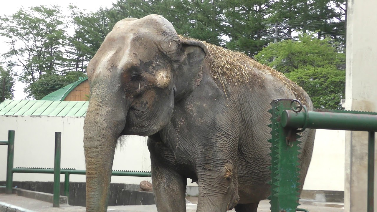 インドゾウ の『ナナ』 (おびひろ動物園) 2019年7月6日