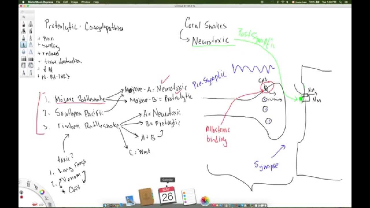 Pathophysiology of neurotoxic venoms in North American Crodalids & Elapids
