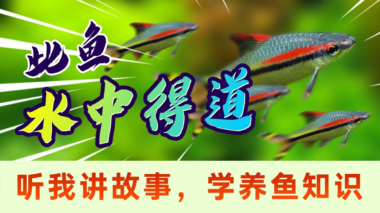 绝佳混养鱼一眉道人，群游还不打架，这么讨喜的鱼你竟然不喜欢？