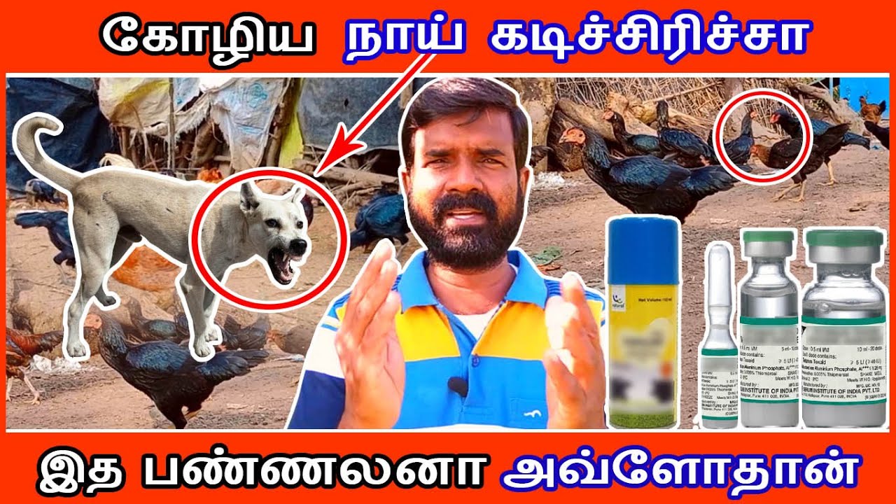 கோழிய நாய் கடிச்சிரிச்சா ? | இத பண்ணலனா அவ்ளோதான் | 10.12.21 | TAMIL | GUNA NATTUKOZHI PANNAI