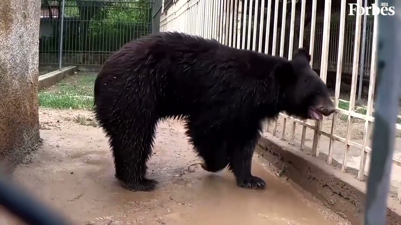 Inside the rescue centre saving black bears in Pakistan