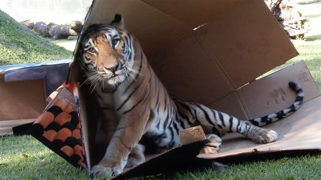 Tiger Of Mass Destruction