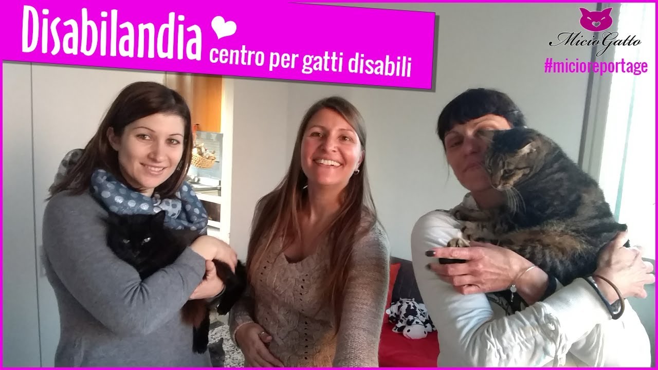 ❤ Disabilandia: il centro a Rovigo per gatti disabili ❤