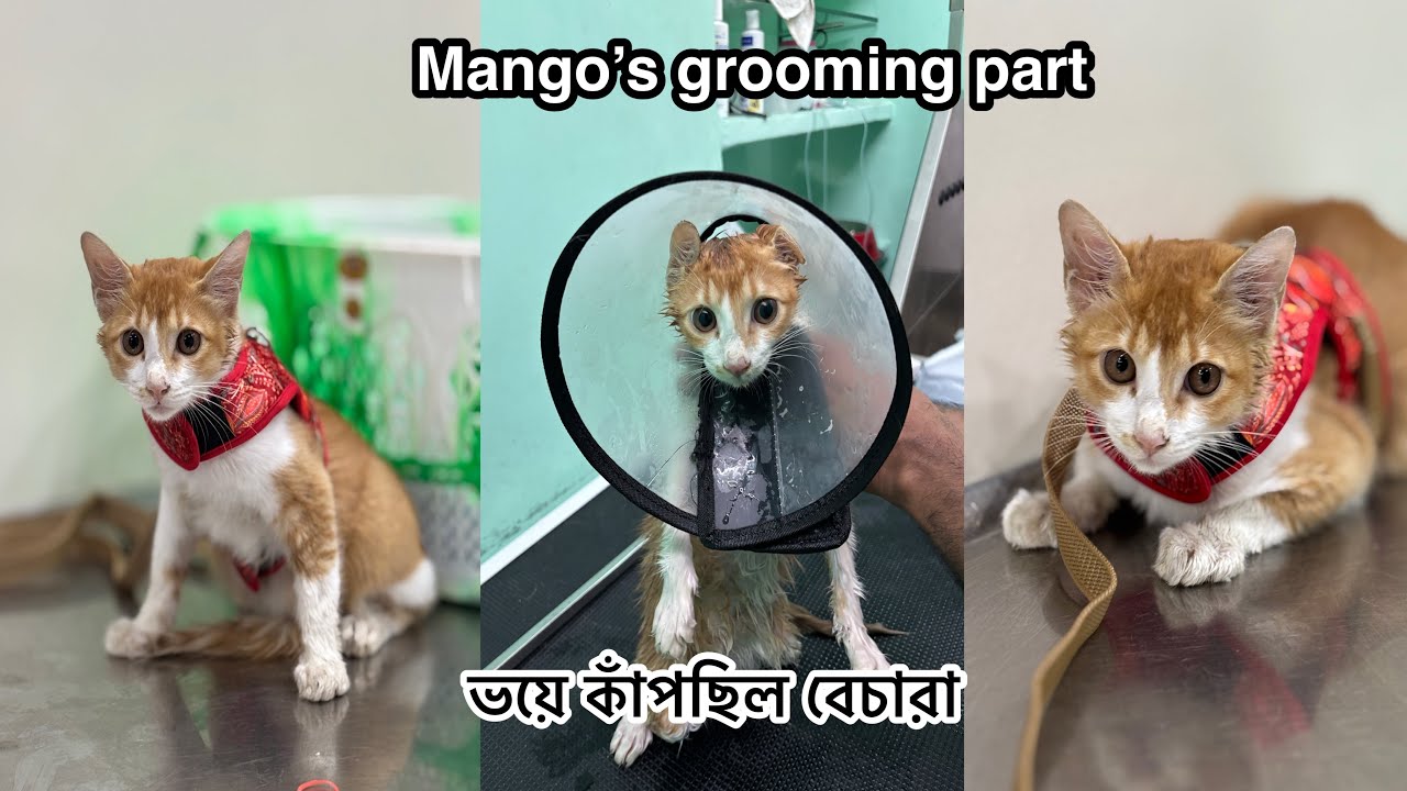 Mango র গ্রুমিং করানো হলো || বেচারা ভয়ে কাঁপছিলো 😿