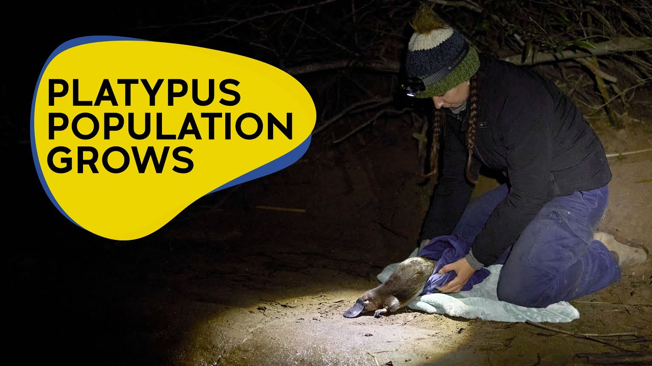 Platypus population continues to grow in Royal National Park
