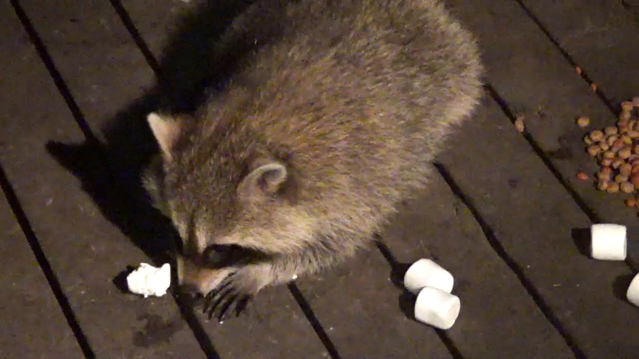 Full House Raccoons on Saturday