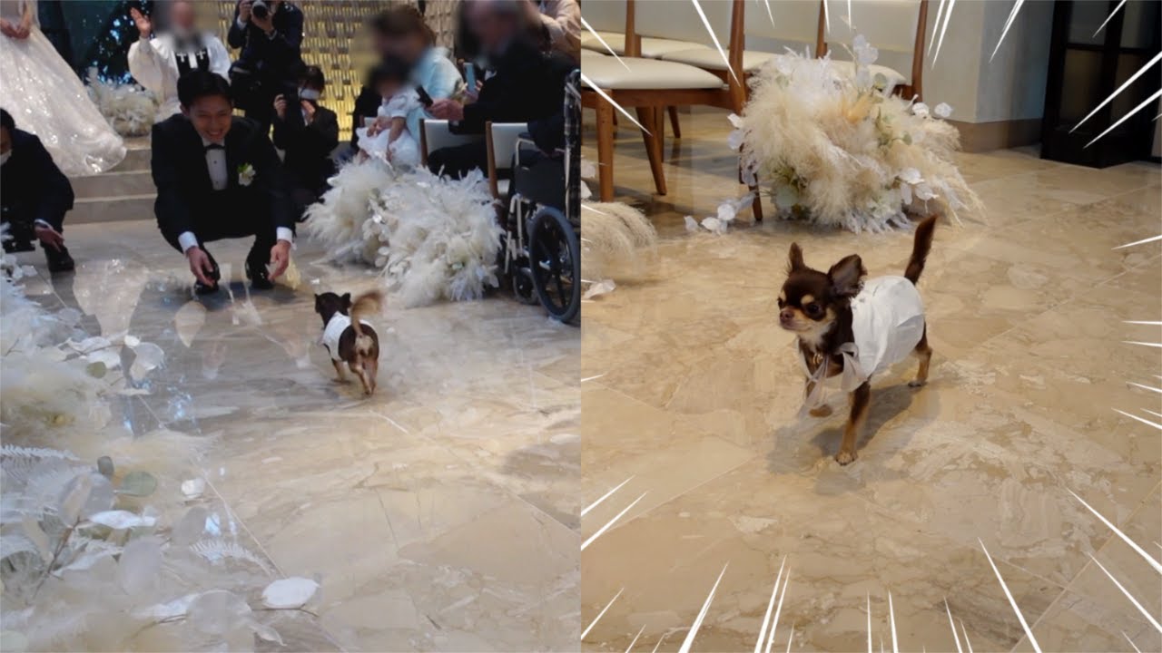 【結婚式】愛犬のリングドッグがまさかの展開に！？最後は感動のシーンも...