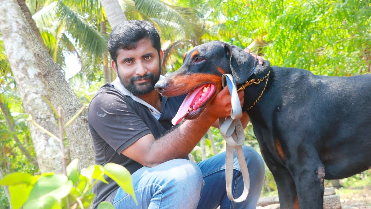 ഡോബർമാൻ | Doberman | Shajiz kennels kollam