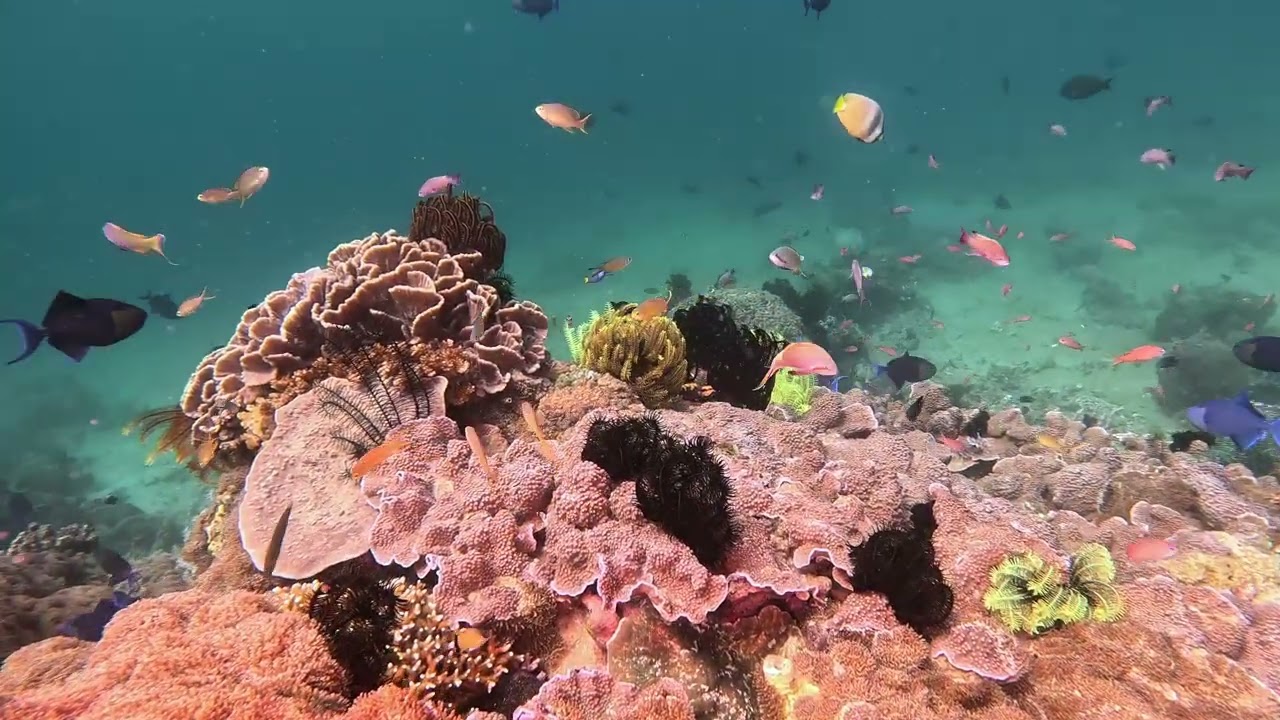 Diving Anilao Dec 2025