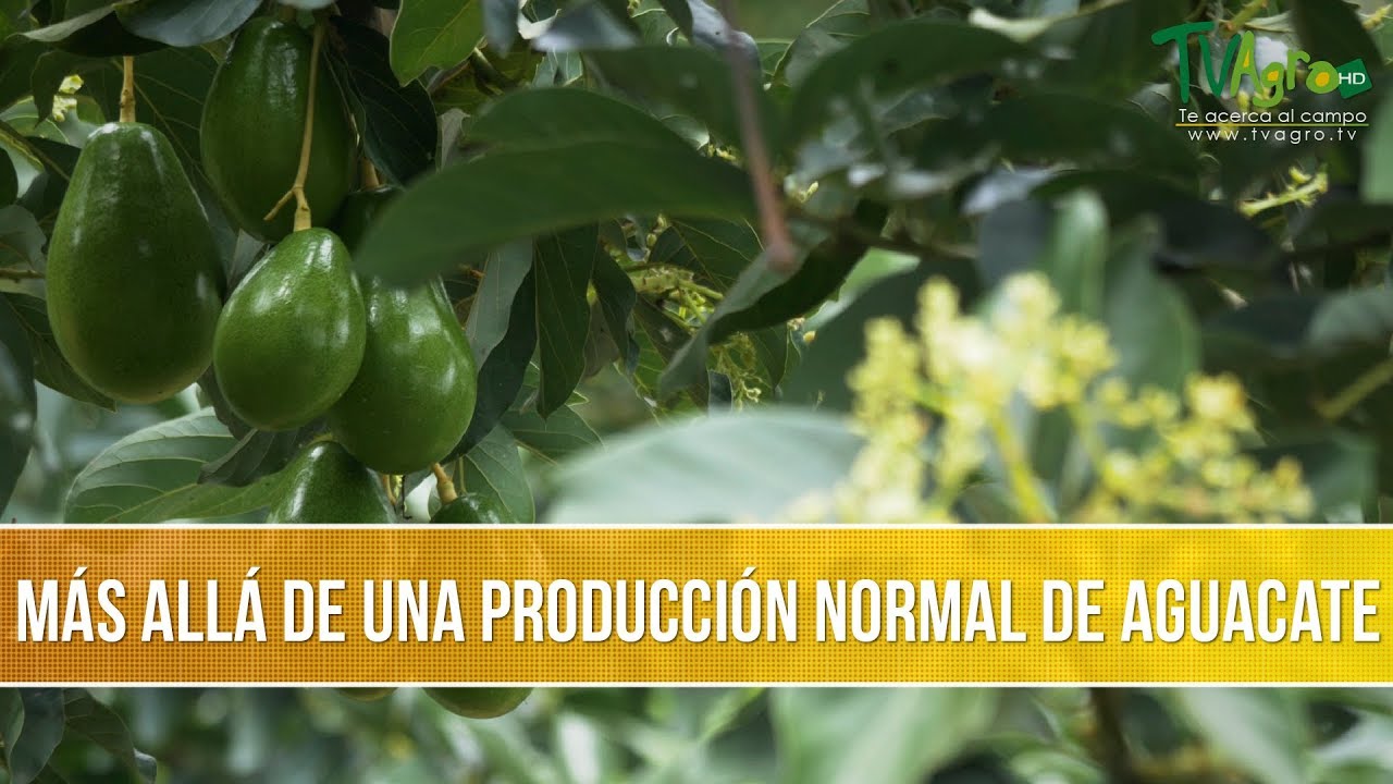 Beneficios de la Bioestimulacion de Arboles de Aguacate - TvAgro por Juan Gonzalo Angel
