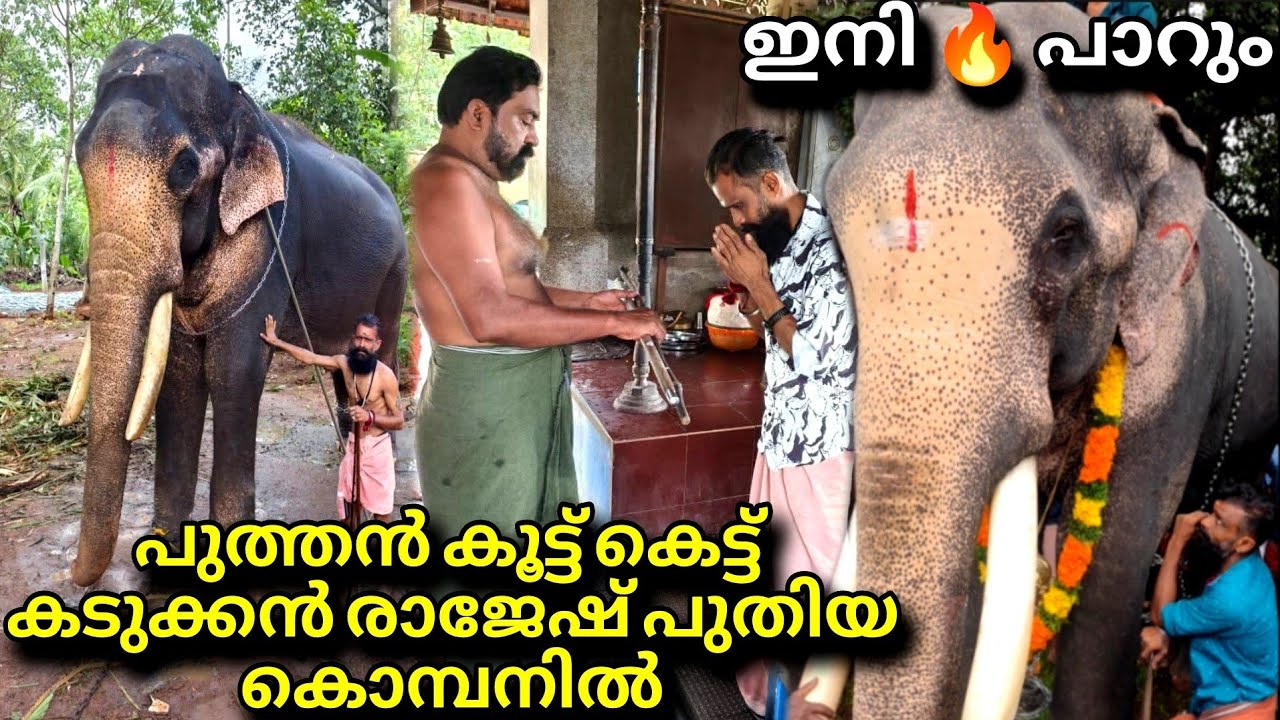 പുതിയ കുട്ടുകെട്ട് രാമന്റെ പാപ്പാൻ കടുക്കൻ രാജേഷ് ചീരോത്ത് രാജീവിനെ അഴിച്ചു cheeroth rajeev elephant