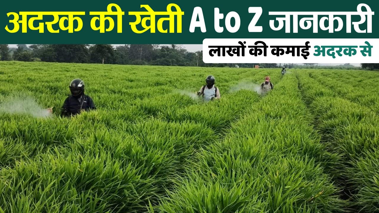 अदरक की खेती 2025 | adrak ki kheti kab aur kaise karen| Ginger farming🌱adrak ki kheti ka sahi samay