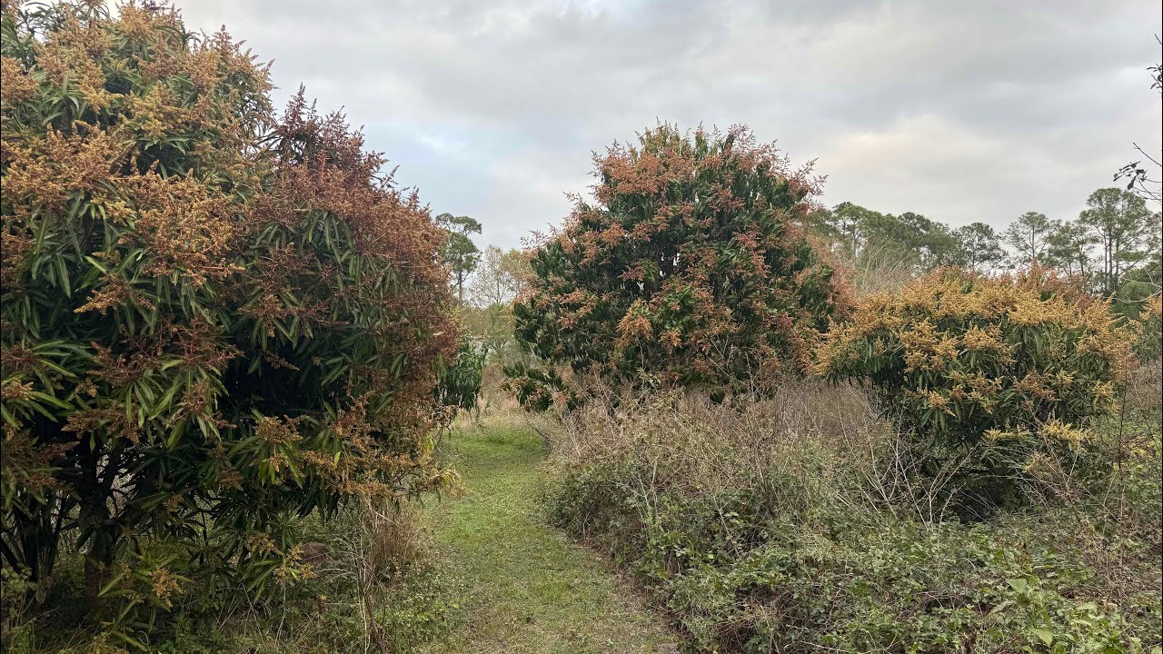 270 Zills Mango Trees On February 14, 2025