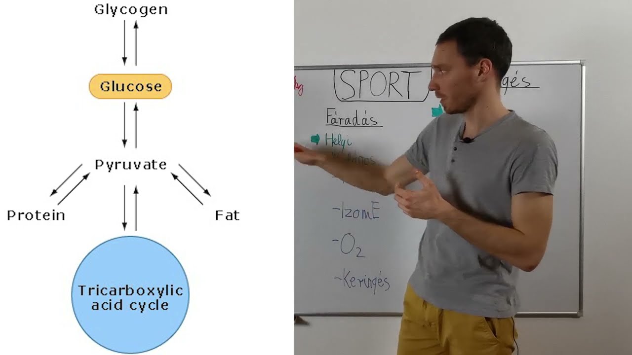 Sportélettan - légzési lánc, fáradás, keringés, VO2max vs. LT