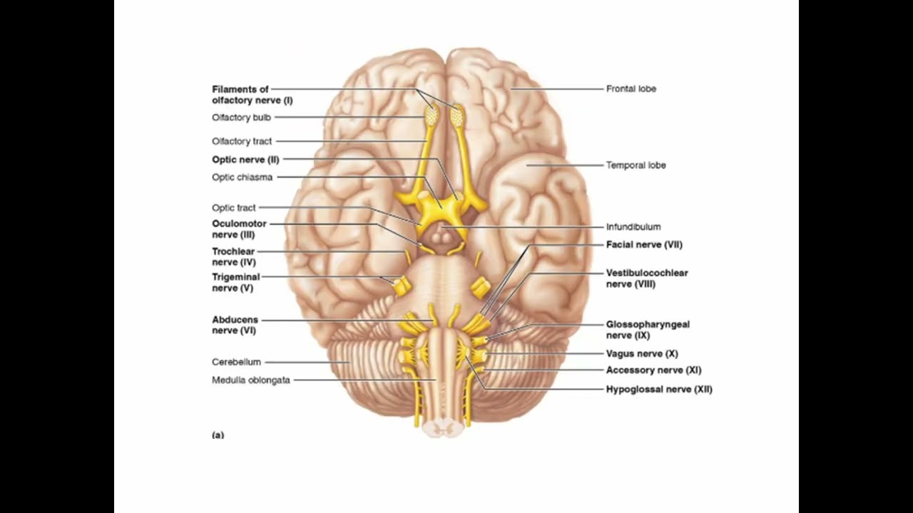 ap1 peripheral nervous system
