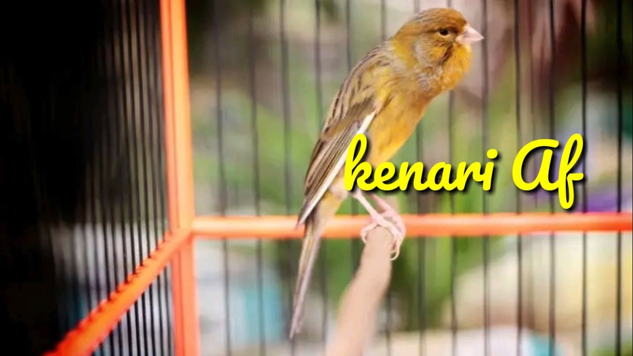 kenari Af gacor