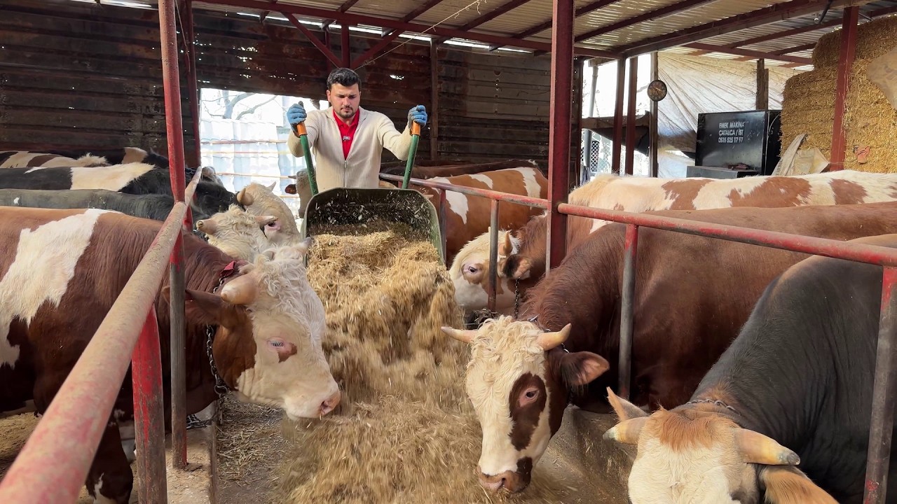 KURBANLIK BAKIMI #3 2026