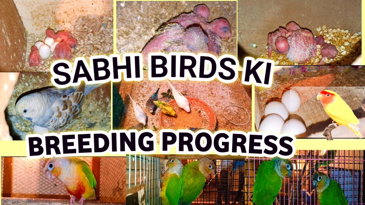 SABHI BIRDS KI BREEDING PROGRESS 🥚 CHECK KIYE  ( BHOUT MAJEDAR PROGRESS ) /Support please)