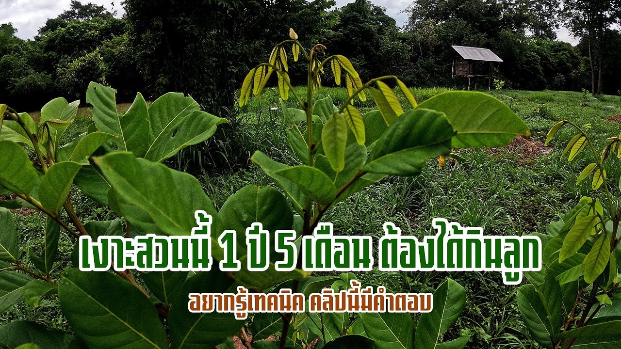 การดูแลเงาะเล็ก อายุ 2 เดือน ปุ๋ยที่ใส่ใช้สูตรไหนดี คลิปนี้มีคำตอบ