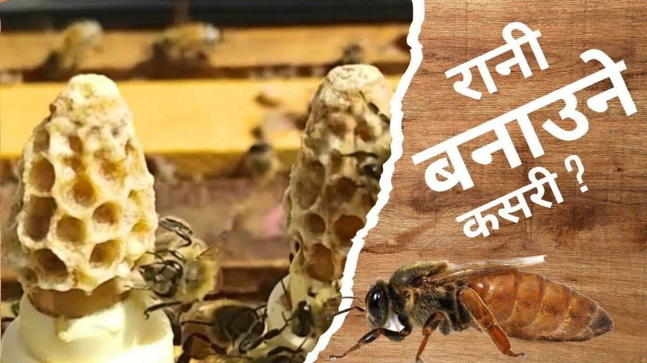 Queen Bee Grafting And Rearing.कसरी मह बढि बनाउन सकािन्छ त ! अनि कृतिम रानी कसरी बनाउने ।