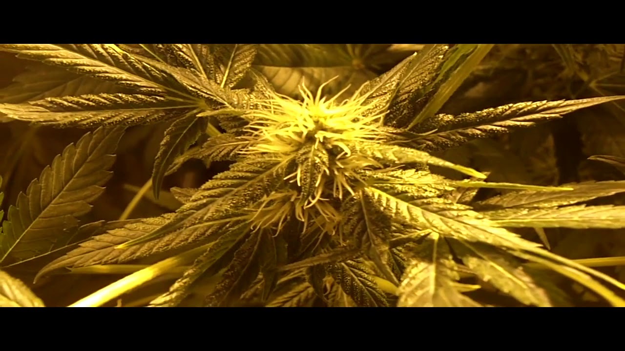 Old Video from 2011 - Flowering Day 21 400w HPS