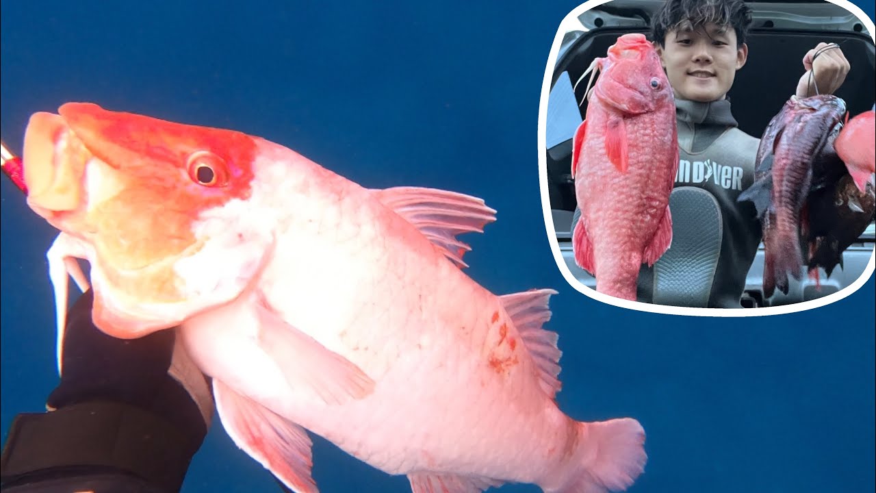 3-PRONGING MY BIGGEST KUMU | Hawaii 3-prong Spearfishing Action!